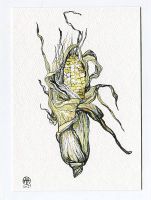 Corn