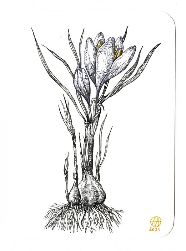 Crocus - Мельникова Анастасия - Сайт художника