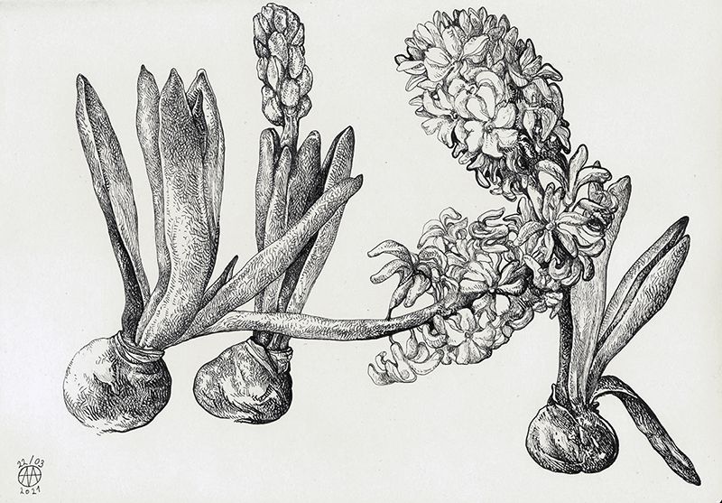 Hyacinths -  Art of Anastasia Melnikova