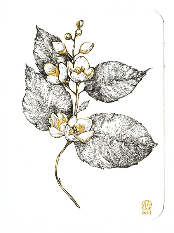 Jasmine - Мельникова Анастасия - Сайт художника