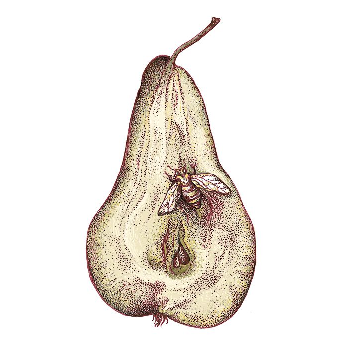 Pear - Мельникова Анастасия - Сайт художника